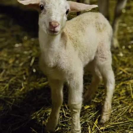 Bio-schafbauernhof-koelbel شقة