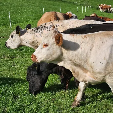 Bio-schafbauernhof-koelbel Apartman *