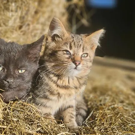 Bio-schafbauernhof-koelbel شقة *
