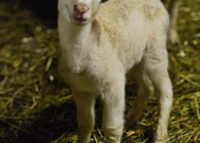 Bio-schafbauernhof-koelbel Apartment