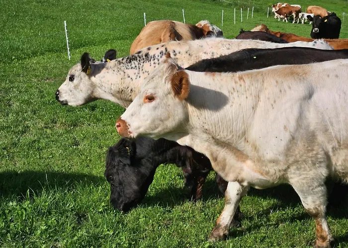 Bio-schafbauernhof-koelbel Apartment *