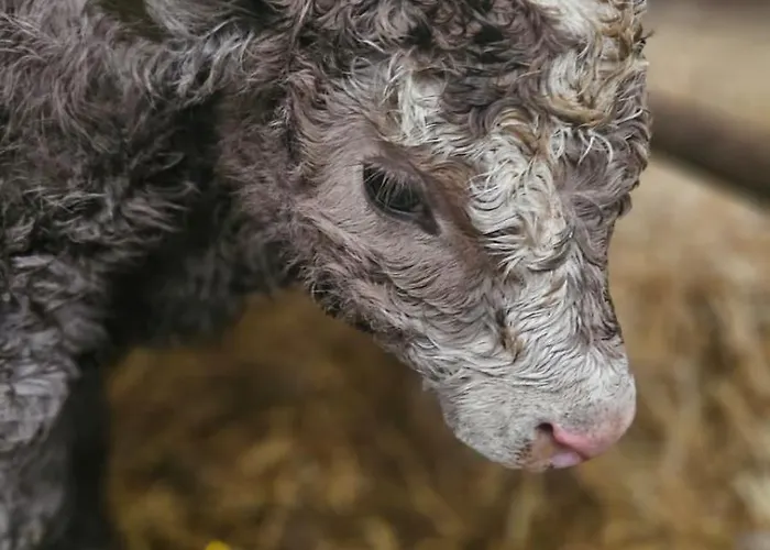 Bio-schafbauernhof-koelbel Apartment Grimmenstein