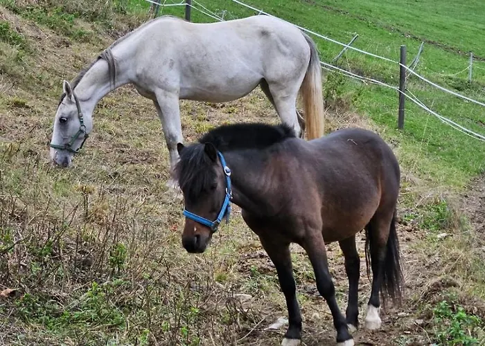 Apartment Bio-schafbauernhof-koelbel Grimmenstein