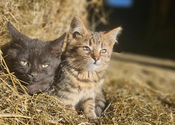Bio-schafbauernhof-koelbel Apartment *